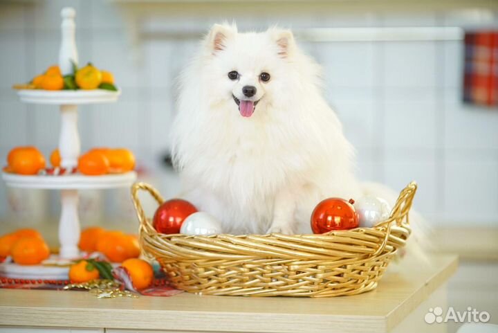 Мини шпиц щенки