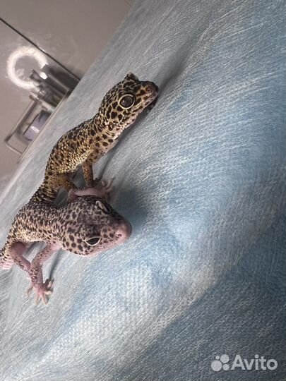 Геккон эублефар самка 2 шт. Со всем необходимым