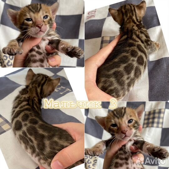 Бенгальские шикарные котята