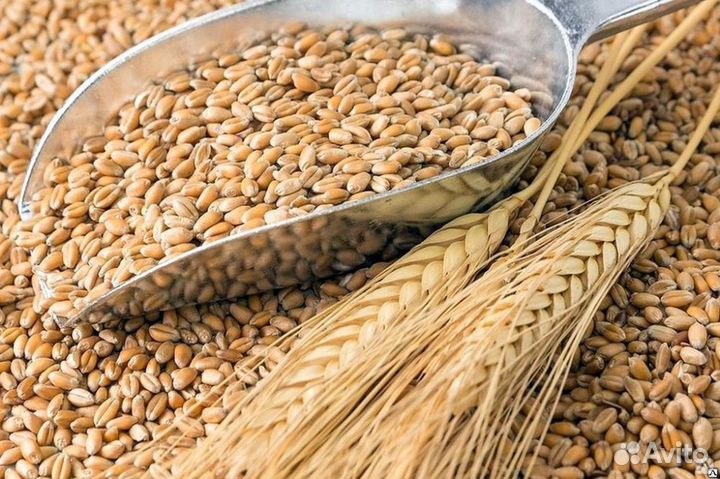 Зерно пшеница, ячмень