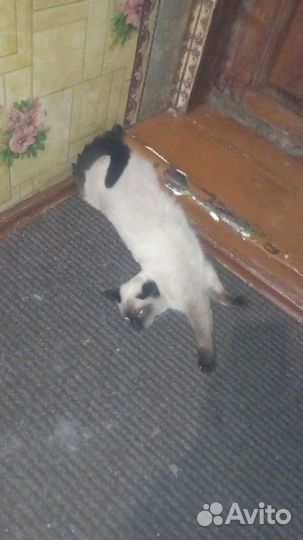 Сиамские котята