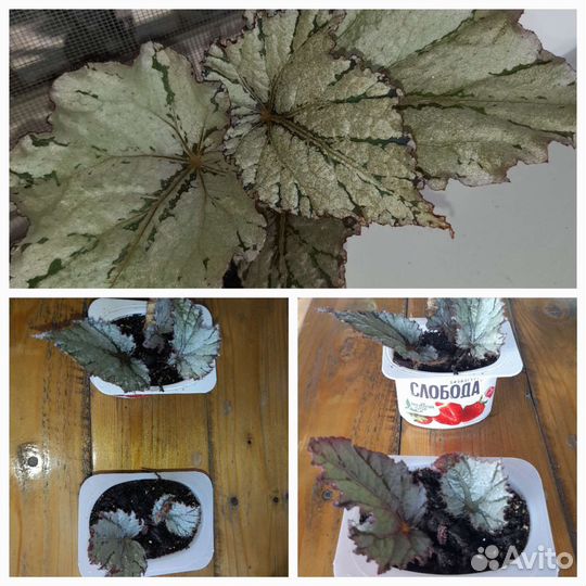 Комнатные растения