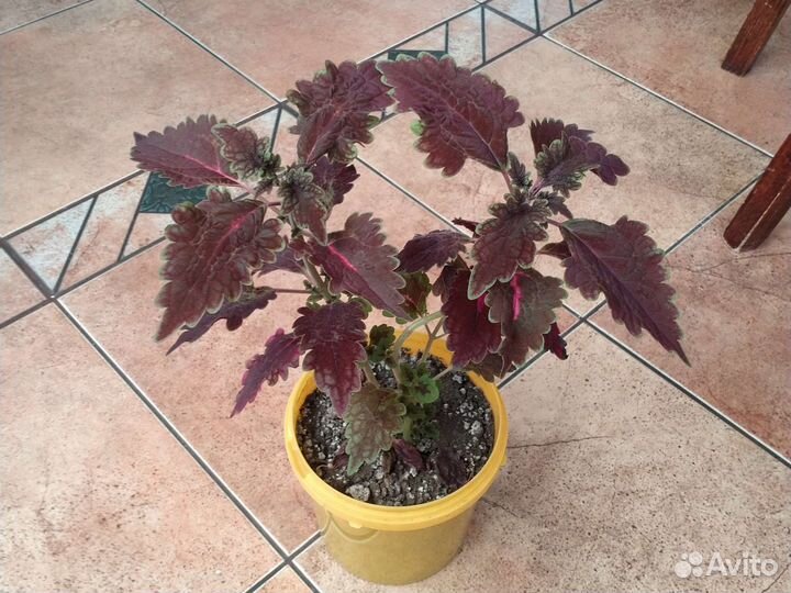 Красный колеус,герань розовая и красная