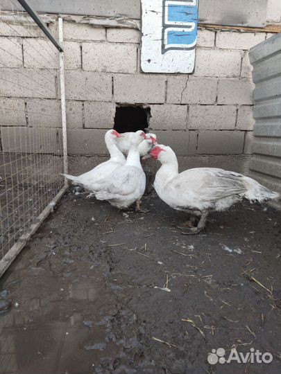 Яйцо на инкубацию