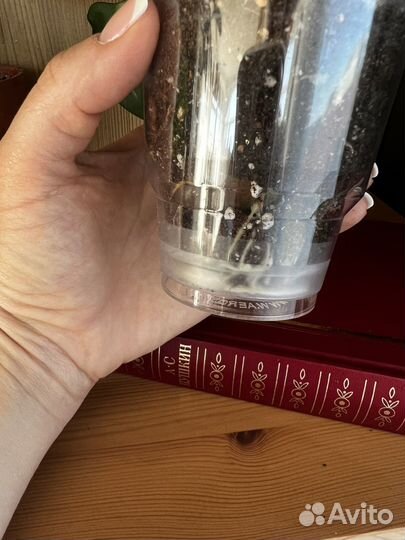 Дримиопсис