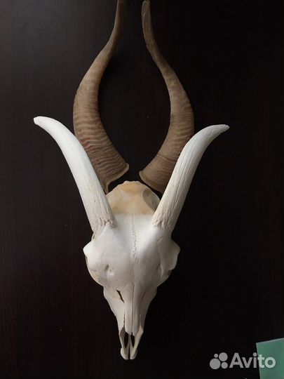 Череп козла