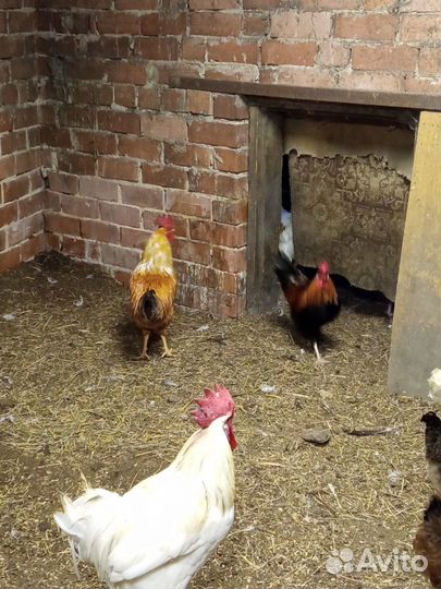 Петухи, яйцо,декоративные корочки