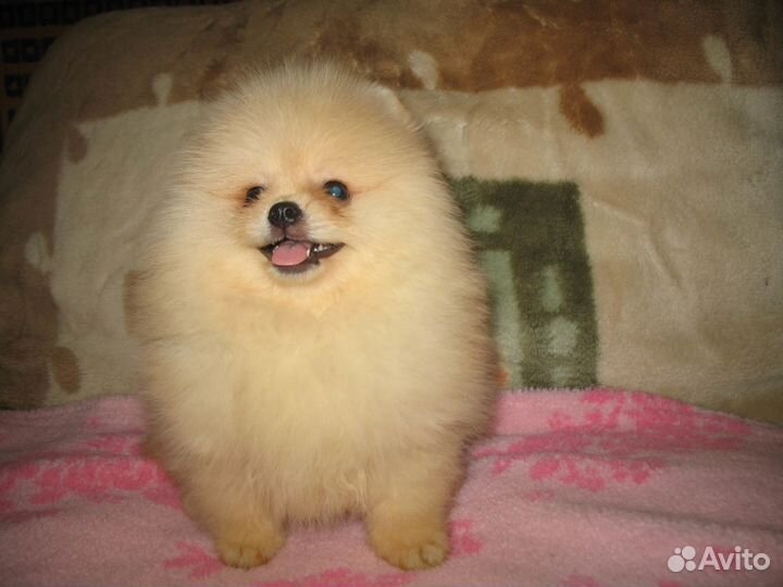 Очаровательные мишки шпицыки