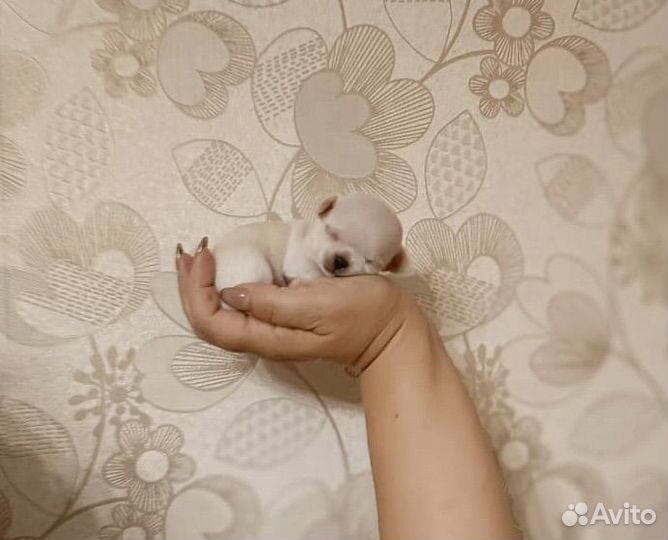 Мини Эльфик