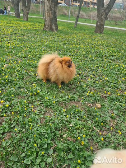 Померанский шпиц вязка