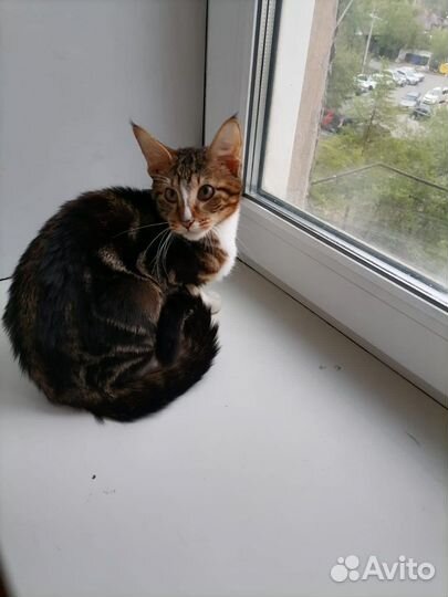 Котик метис