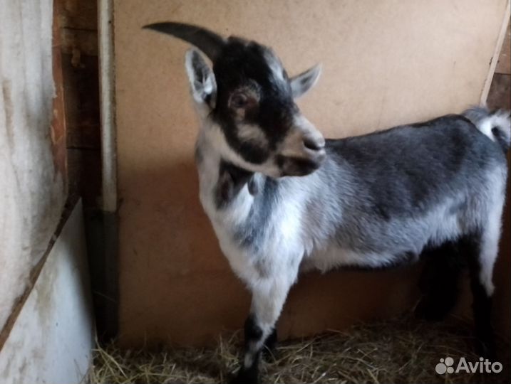 Козел альпийский