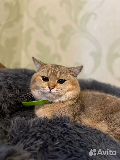 Британская шиншилла вязка