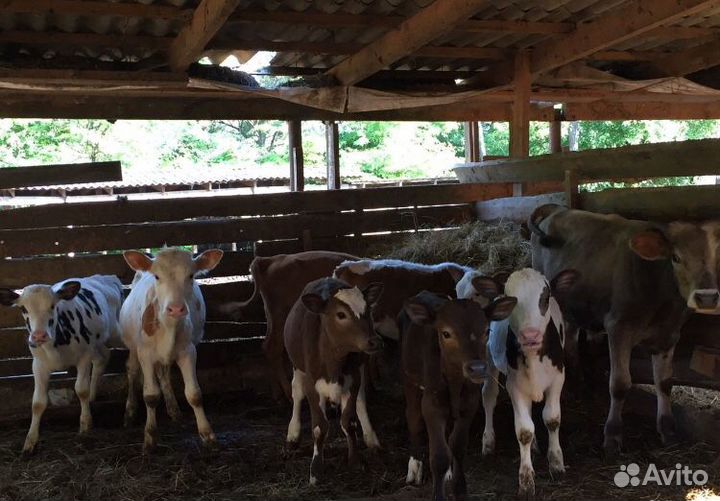 Телята-Бычки