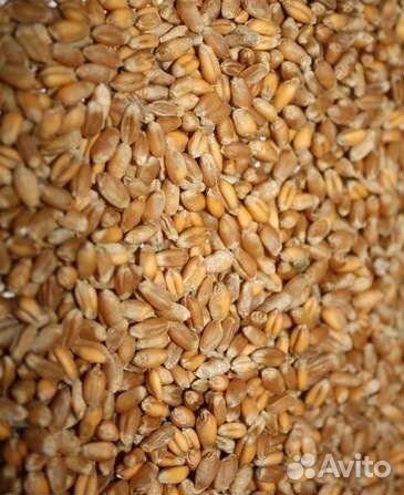 Пшеница твердая (горновка)