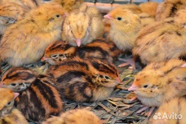 Перепелки суточные