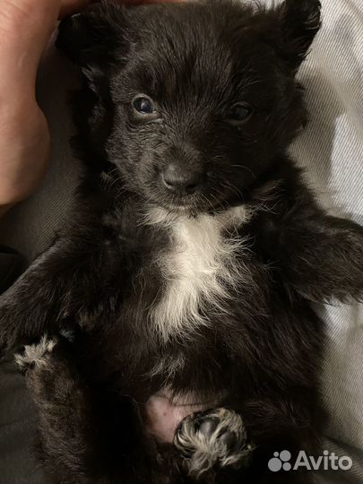 Щенки метисы