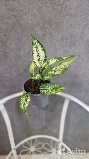 Аглаонемы, калатеи, ховеи, замиокулькас, араукария