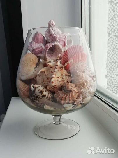 Морские ракушки раковины
