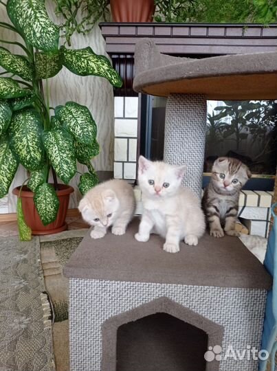 Шотландская