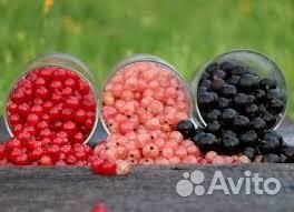 Разнорабочие На Сбор Ягод и Яблок Вахта В Липецк