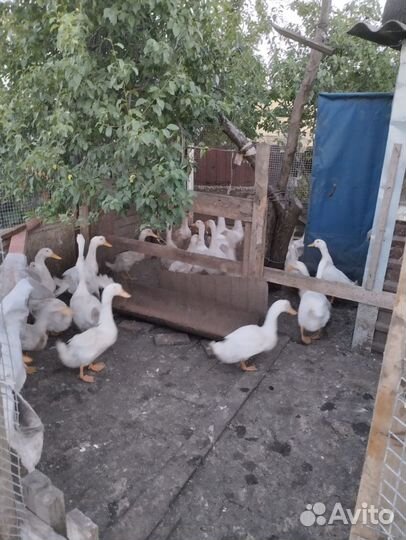 Утки живым весом