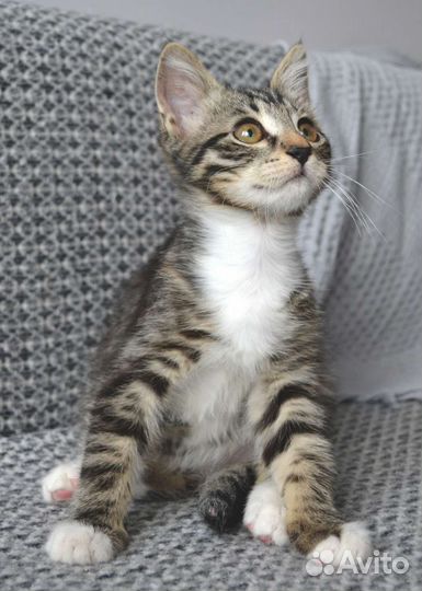 Отдадим котёнка (мальчик) в добрые руки