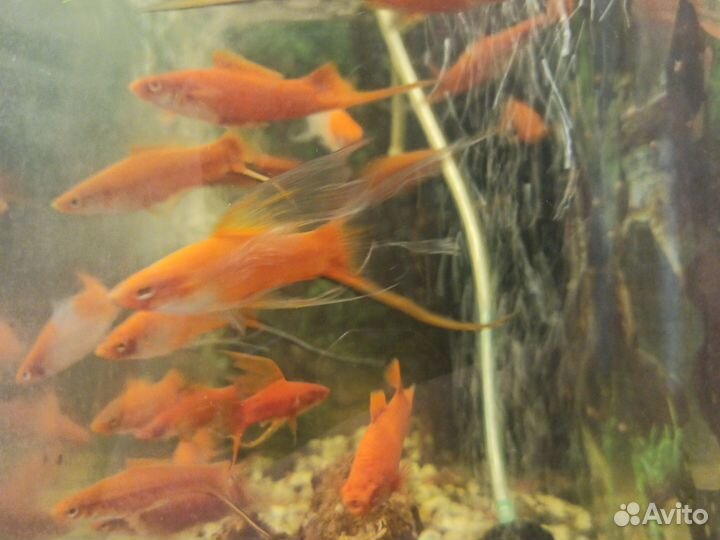 Аквариумные рыбки