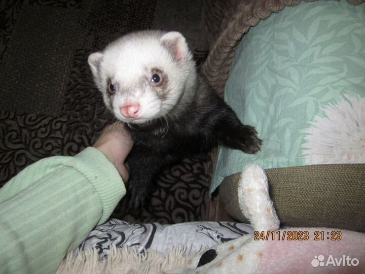 Хорек вязка