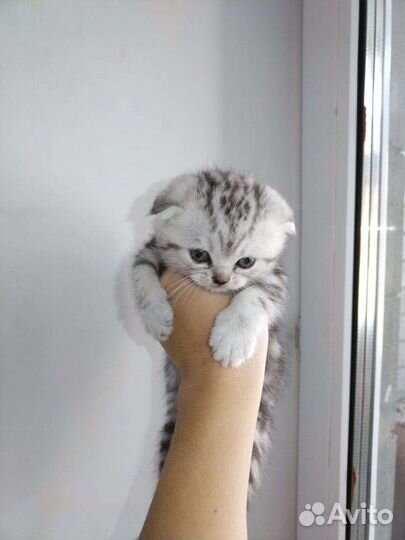 Шотландская