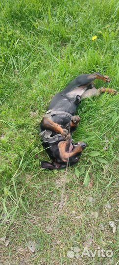 Такса вязка