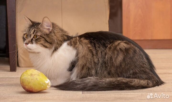 Котик Коврик