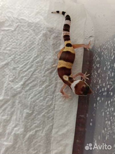 Эублефар малыши