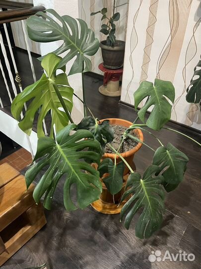 Продам Монстера