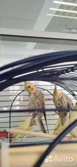 Попугай корелла птенец