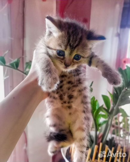 Кошка в дар