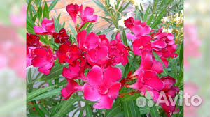 Саженцы олеандров оптом разные цвета