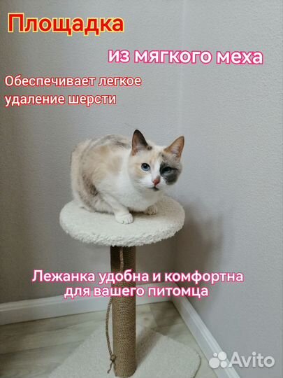 Когтеточка