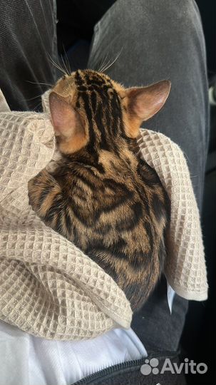 Бенгальский котенок девочка