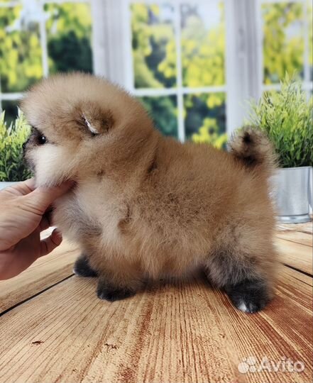 Малыши шпиц с документами