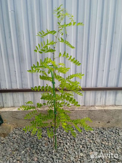 Катальпа (гибрид),Робиния розовая, Павловния