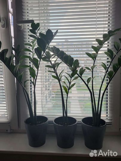 Замиокулькас