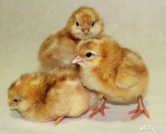 Цыплята несушки домашние 20 дней