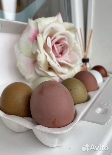 Инкубационное яйцо разноцветное