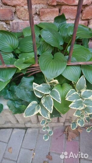 Хоста «Королевская»