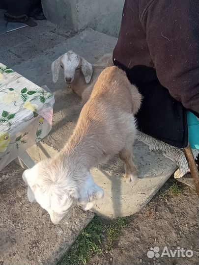 Козлята нубийские