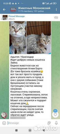 Кошки