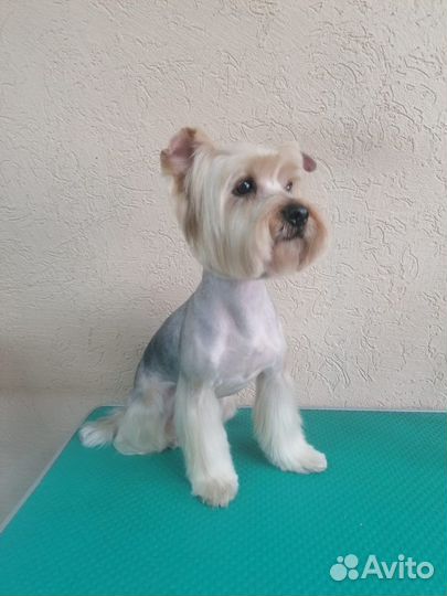 Грумер стрижка собак