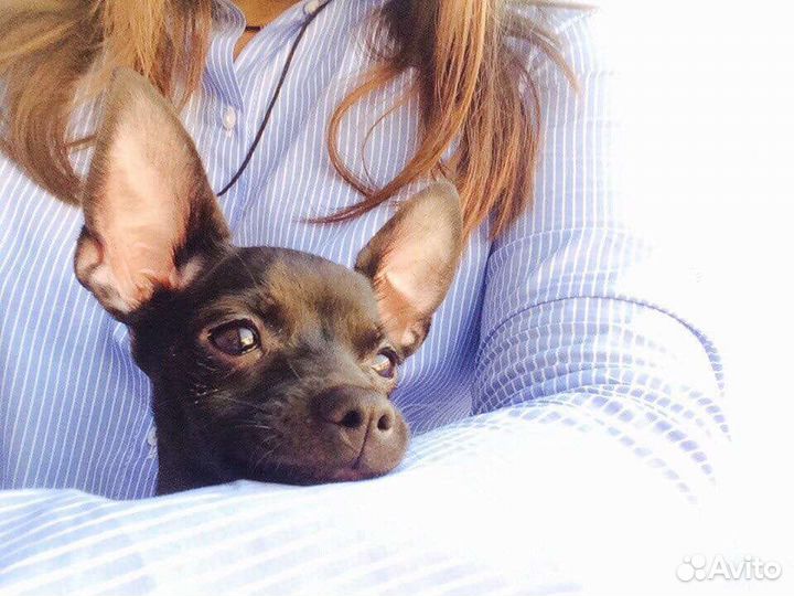 Вязка той-терьер девочка