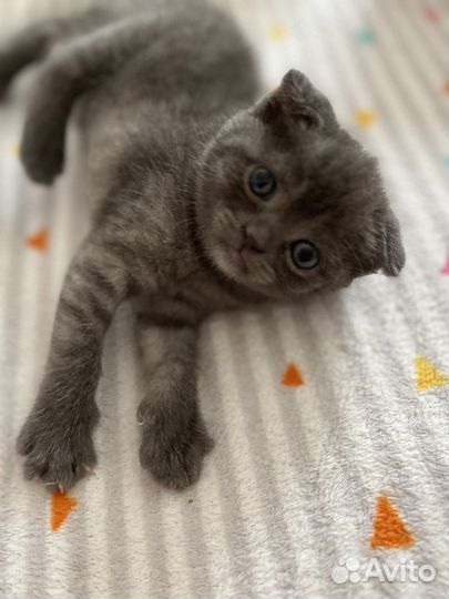 Отдам в добрые руки кошку и котенка(девочка 3 мес